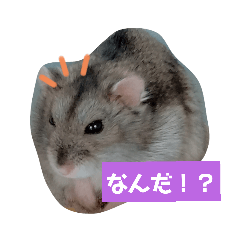 [LINEスタンプ] まめちゃんの幸せな毎日