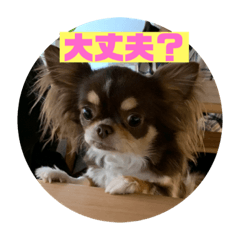 [LINEスタンプ] 犬三昧ver20