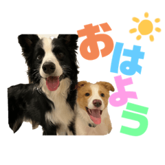 [LINEスタンプ] ボーダーコリーのルクシャイ