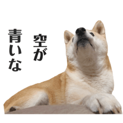 [LINEスタンプ] わが家の柴わんこ11.