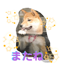 [LINEスタンプ] 柴犬、まりの画像（メイン）