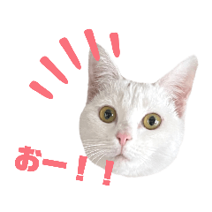 [LINEスタンプ] ラヴィ保護猫スタンプ2