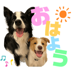 [LINEスタンプ] ボーダーコリー『ルクシャイ兄弟』
