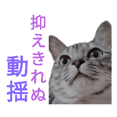 [LINEスタンプ] 猫猫三姉妹スタンプ2