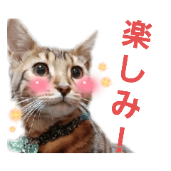 [LINEスタンプ] かえでとひのき