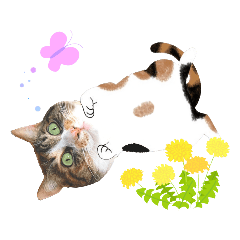 [LINEスタンプ] うちの三毛猫♬