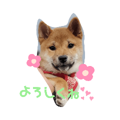 [LINEスタンプ] 柴犬、まりちゃんの画像（メイン）