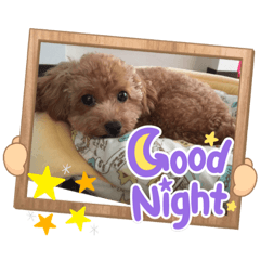 [LINEスタンプ] トイプードル270510