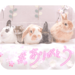 [LINEスタンプ] イベントスタンプ〜お花見の巻〜