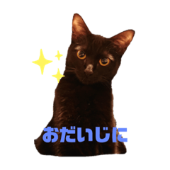 [LINEスタンプ] 大人気クロネコのはなちゃん実写版スタンプ