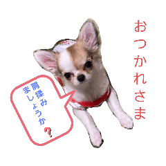 [LINEスタンプ] 極小チワワ 小梅たんのスタンプ