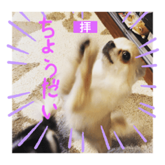 [LINEスタンプ] チワワん王国4