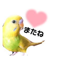 [LINEスタンプ] くりむ君の日常（セキセイインコ）