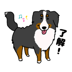 [LINEスタンプ] バーニーズマウンテンドッグ ペロくん