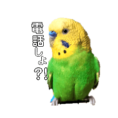 [LINEスタンプ] ピピ君の日常（セキセイインコ）