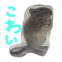 [LINEスタンプ] うちのデグーさん