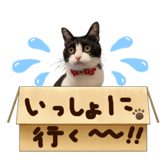 [LINEスタンプ] ハチワレ猫ちゃんmmy