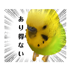 [LINEスタンプ] ピピ君の日常2（セキセイインコ）