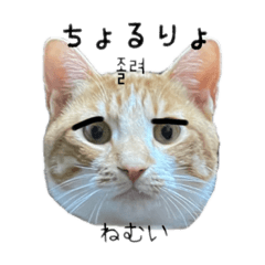 [LINEスタンプ] かんたん韓国語