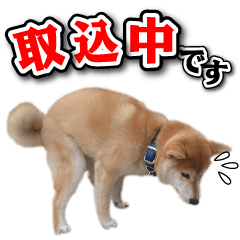 [LINEスタンプ] 柴犬ダイちゃんの日常スタンプ