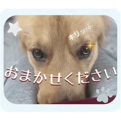 [LINEスタンプ] びすけ物語（びすけ、みるふ）／mimi12