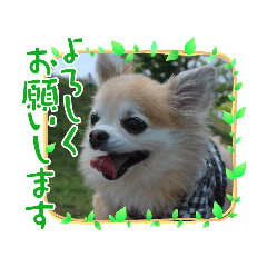 [LINEスタンプ] 家族で挨拶❉❉