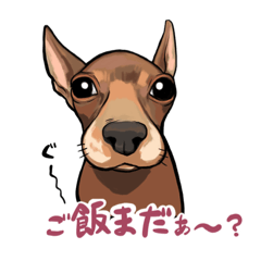 [LINEスタンプ] ミニチュアピンシャーのホッピー❤︎