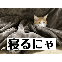 [LINEスタンプ] 猫まじ顔スタンプ第2弾