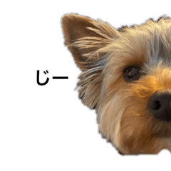 [LINEスタンプ] ルーク0歳