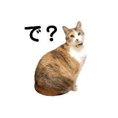 [LINEスタンプ] ゆるい猫の返事