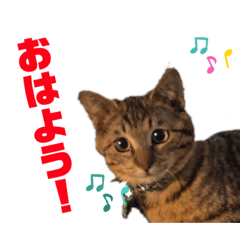 [LINEスタンプ] 可愛いよケバブ。可愛いよ。