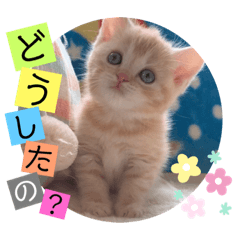 [LINEスタンプ] ねこまーち さわやかクリーム君