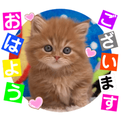 [LINEスタンプ] ねこまーち NEWプレミアムプリンセス