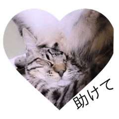 [LINEスタンプ] ガッシーねこーず40にゃんシリーズ㉘