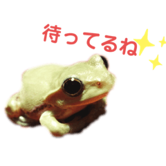 [LINEスタンプ] 我が家のカエルカエル時々魚くん