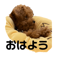 [LINEスタンプ] トイプードルのにこちゃん