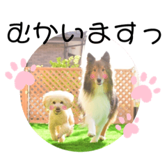 [LINEスタンプ] 齋藤家シェルティとトイプードルのスタンプ