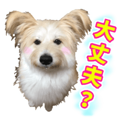 [LINEスタンプ] 雑種犬 ぽてこのスタンプ 2