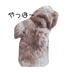 [LINEスタンプ] わんわん犬ココちゃん