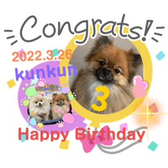 [LINEスタンプ] pomeranian kaikunkun
