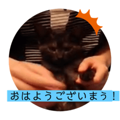 [LINEスタンプ] ガッシーねこーずシリーズ⑫まうくま