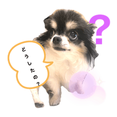 [LINEスタンプ] チワワん王国5