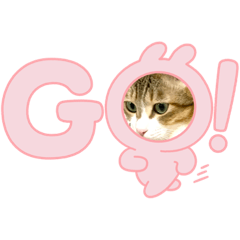 [LINEスタンプ] 島猫サン