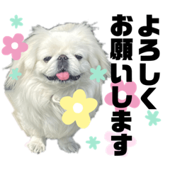 [LINEスタンプ] 5ペキニーズ.com