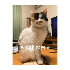 [LINEスタンプ] 最近まるちゃん最近かいくんのスタンプ