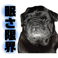 [LINEスタンプ] 黒パグのモモちゃん日常