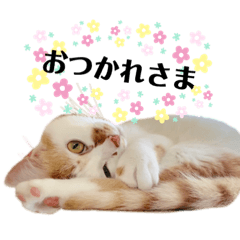 [LINEスタンプ] チロリスタンプ1