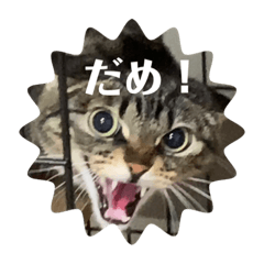 [LINEスタンプ] ふきげんなこて