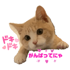 [LINEスタンプ] ❤︎ほちゃて❤︎2
