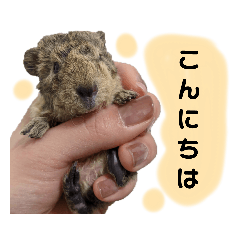 [LINEスタンプ] もるちゃんず